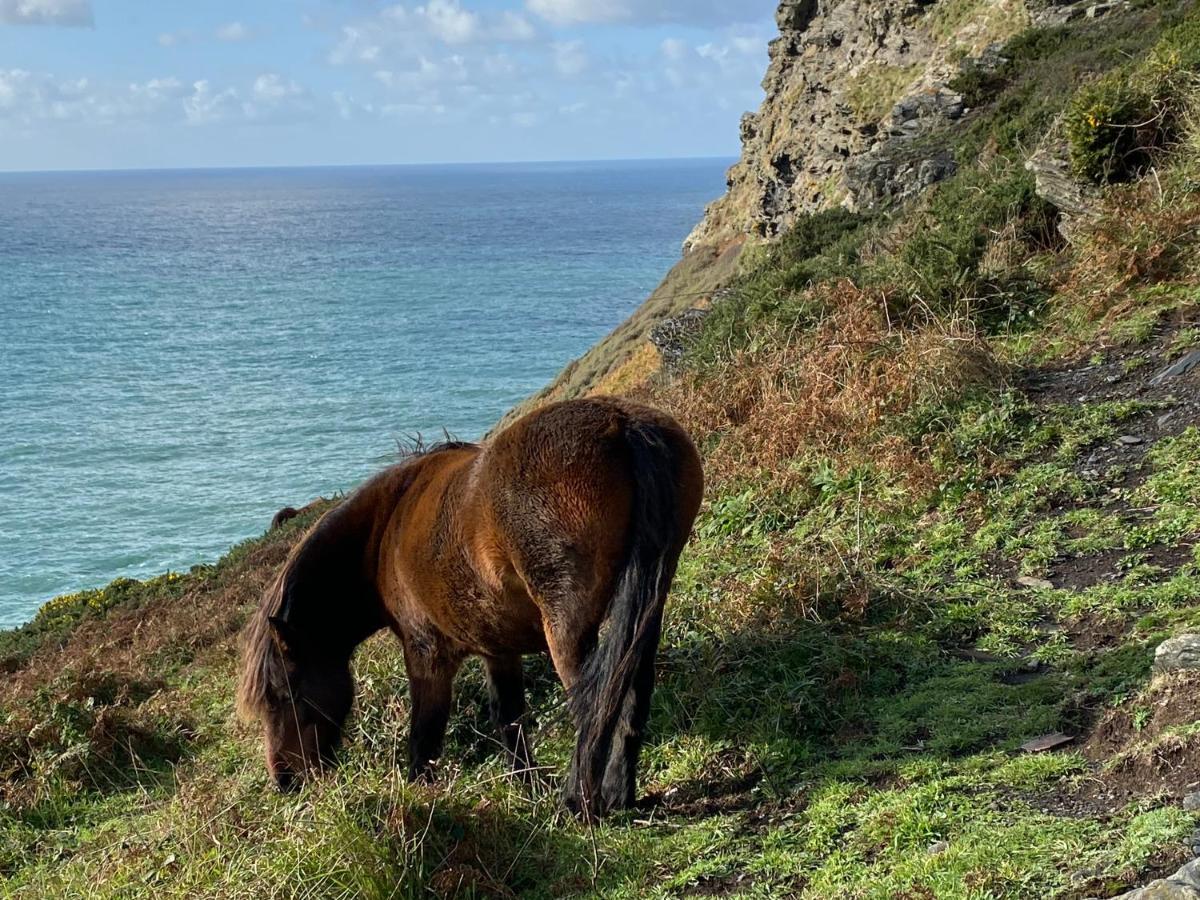 Polrunny Farm Blackberry Cottage - Cornwall Bliss In Sight Of The Sea Boscastle Εξωτερικό φωτογραφία
