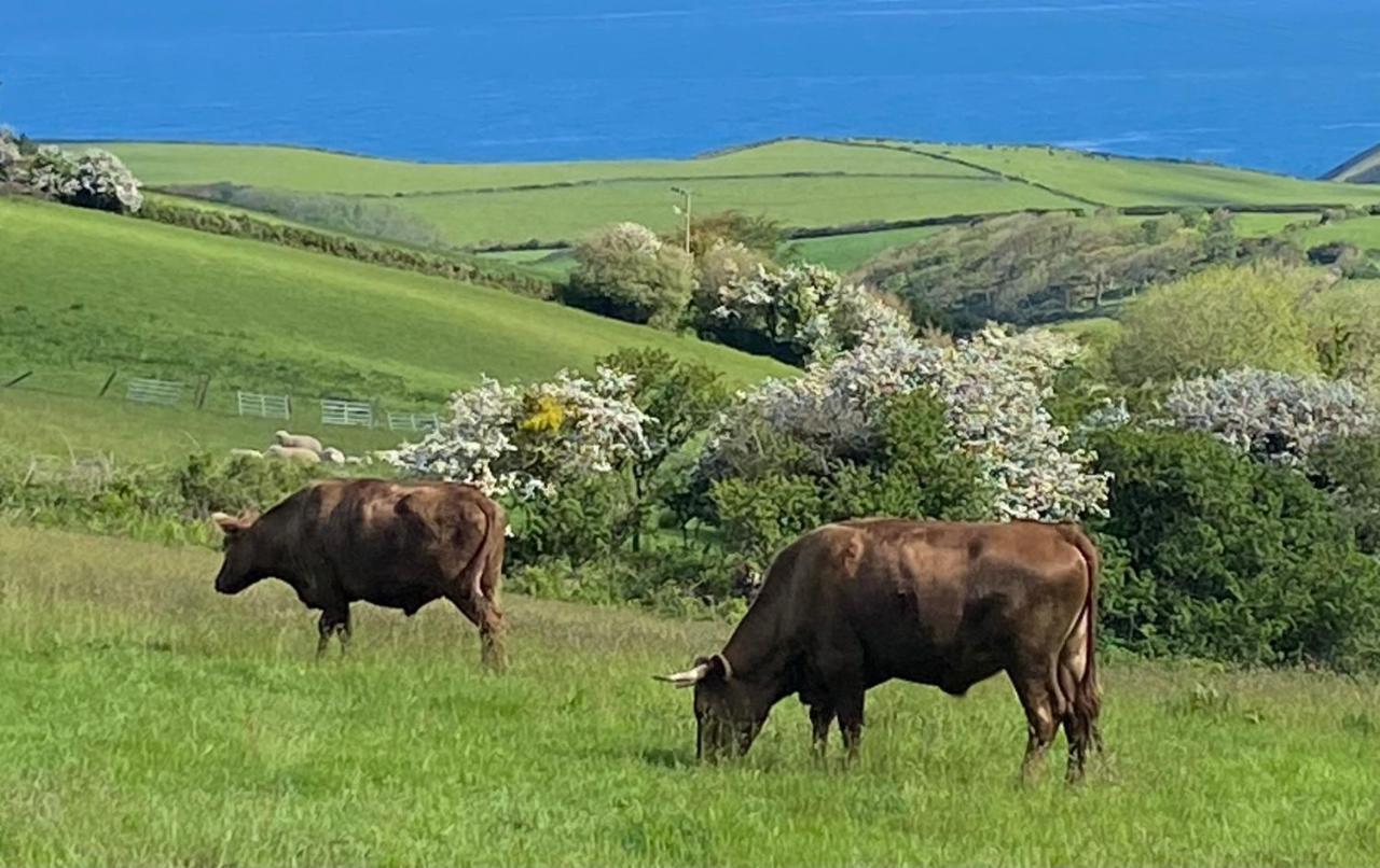 Polrunny Farm Blackberry Cottage - Cornwall Bliss In Sight Of The Sea Boscastle Εξωτερικό φωτογραφία